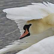 Cygne tuberculé