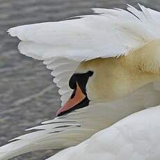 Cygne tuberculé