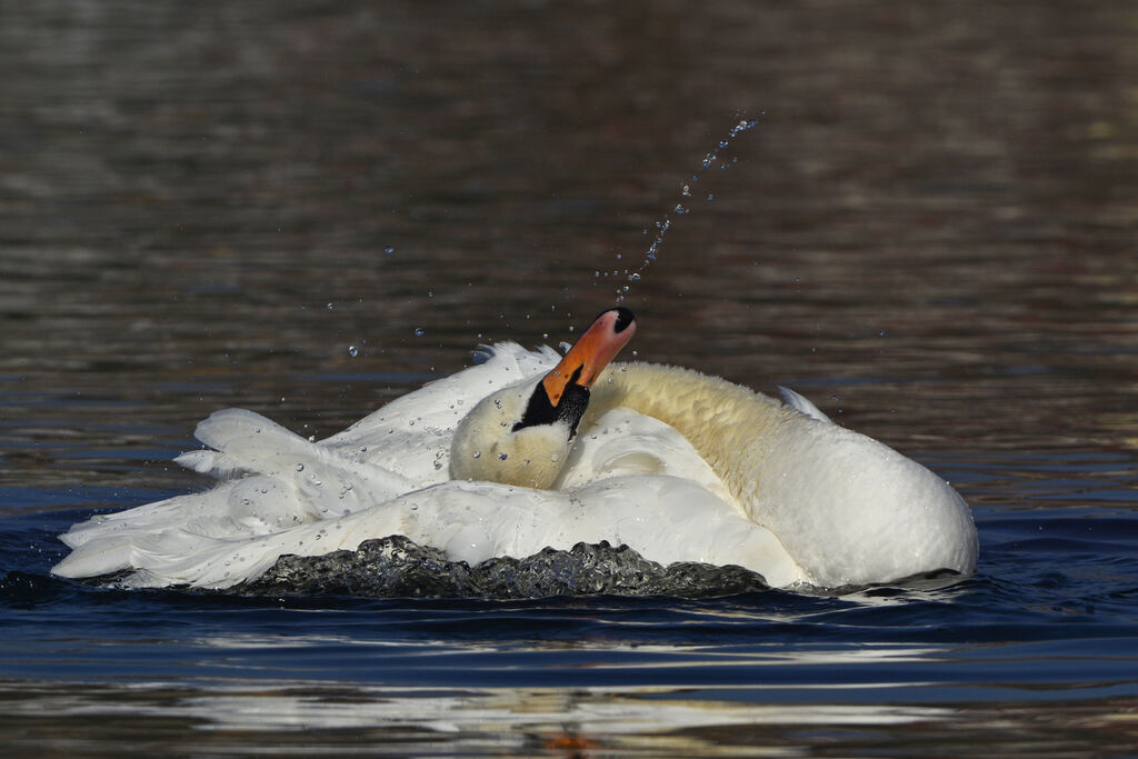 Mute Swan