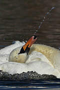 Mute Swan