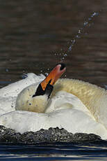 Cygne tuberculé