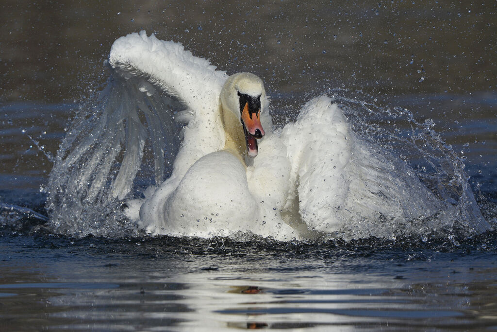 Mute Swan