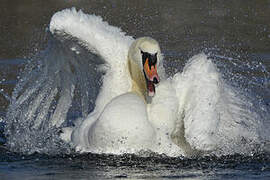 Cygne tuberculé