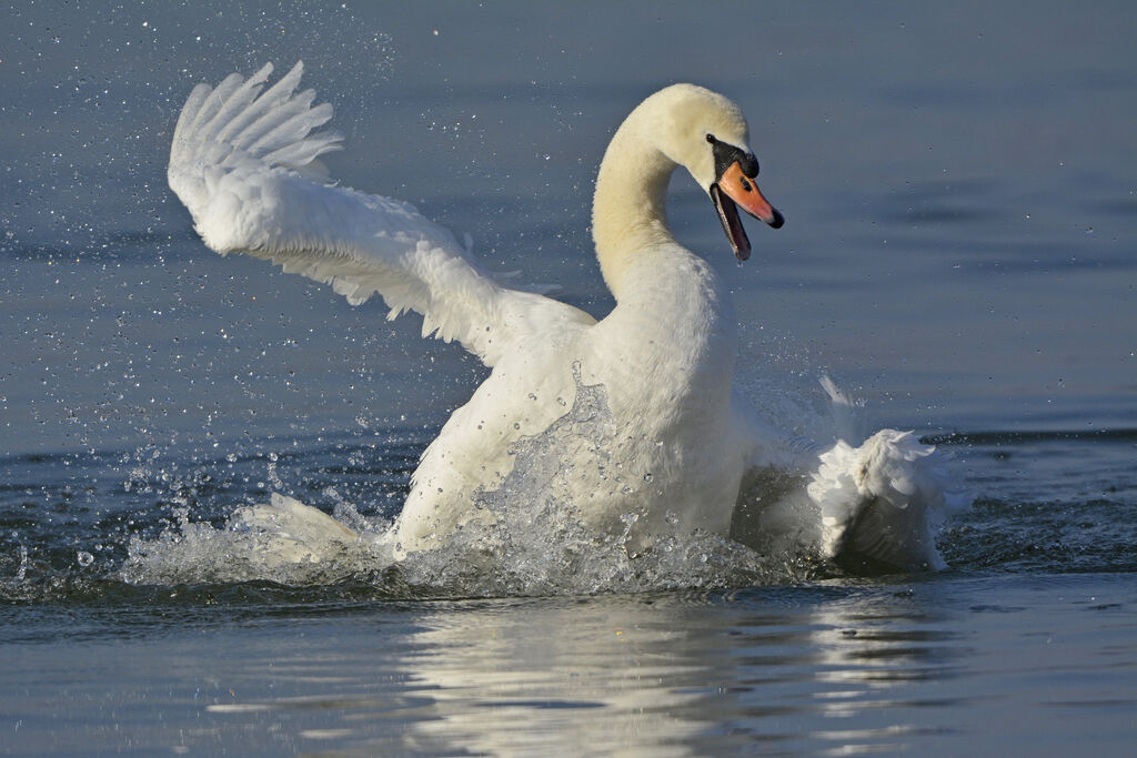 Cygne tuberculé