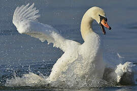 Cygne tuberculé