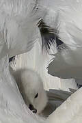 Mute Swan