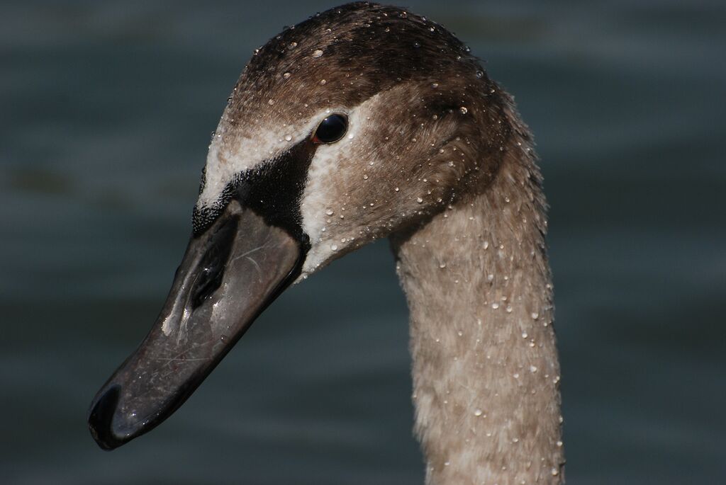 Cygne tuberculé1ère année, identification