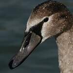 Cygne tuberculé