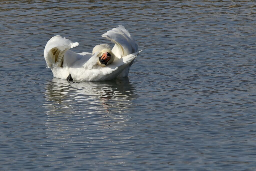 Cygne tuberculé