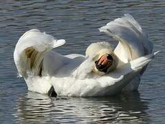 Mute Swan