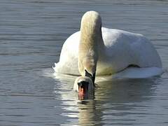 Mute Swan