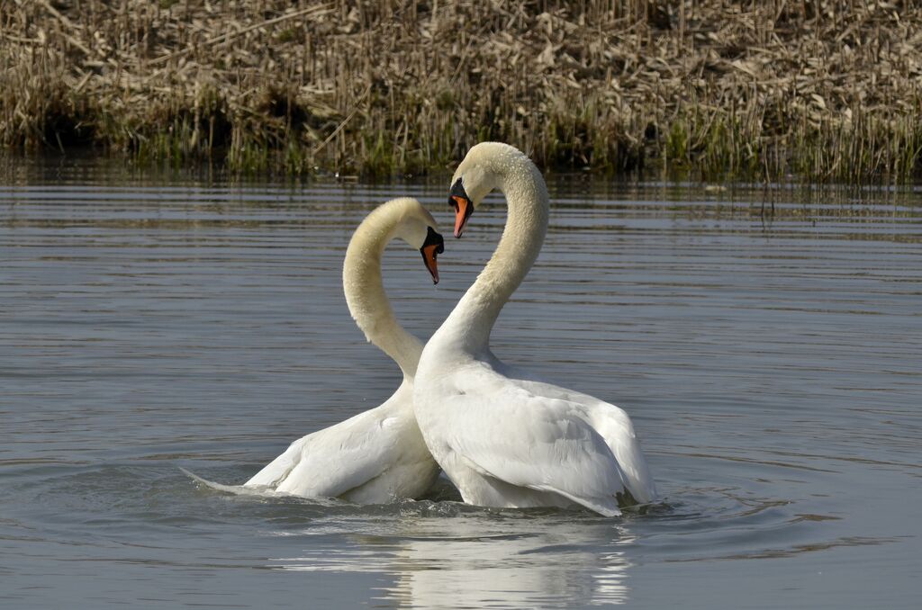 Cygne tuberculé adulte, Comportement