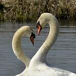 Cygne tuberculé