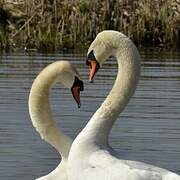 Mute Swan