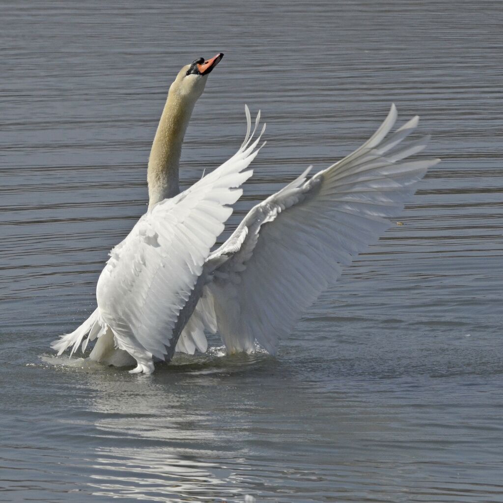 Mute Swan, identification