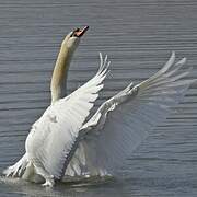 Mute Swan