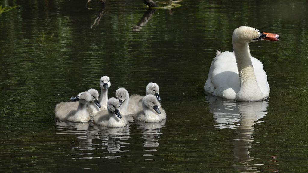 Cygne tuberculé