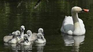 Mute Swan