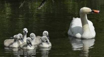 Cygne tuberculé