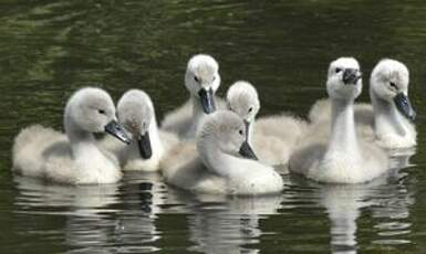 Cygne tuberculé