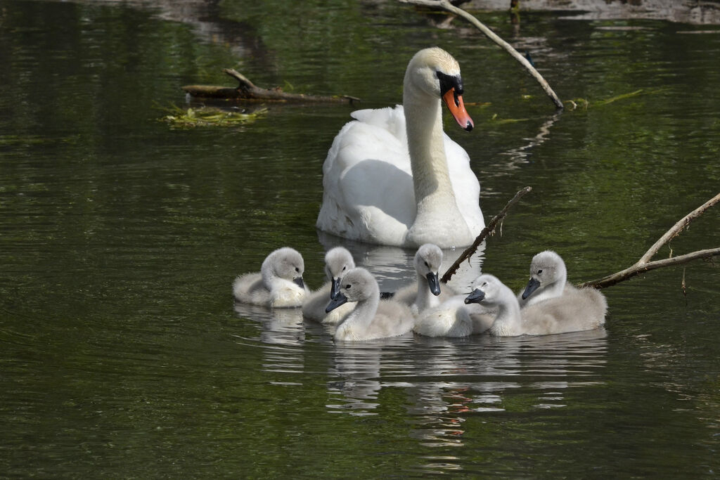 Mute Swan, Behaviour