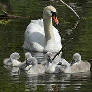 Cygne tuberculé