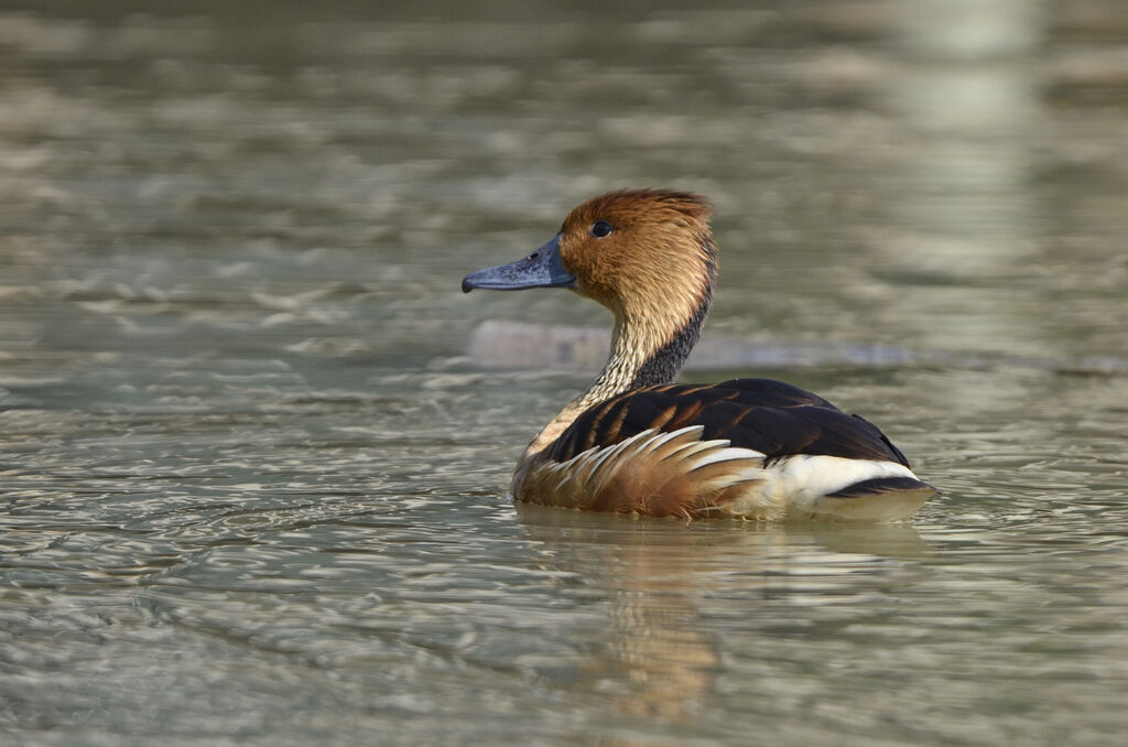 Fulvous Whistling Duck, identification