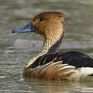 Dendrocygne fauve