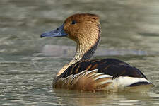 Dendrocygne fauve