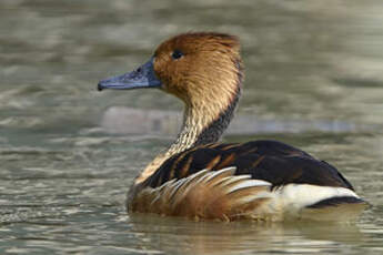 Dendrocygne fauve