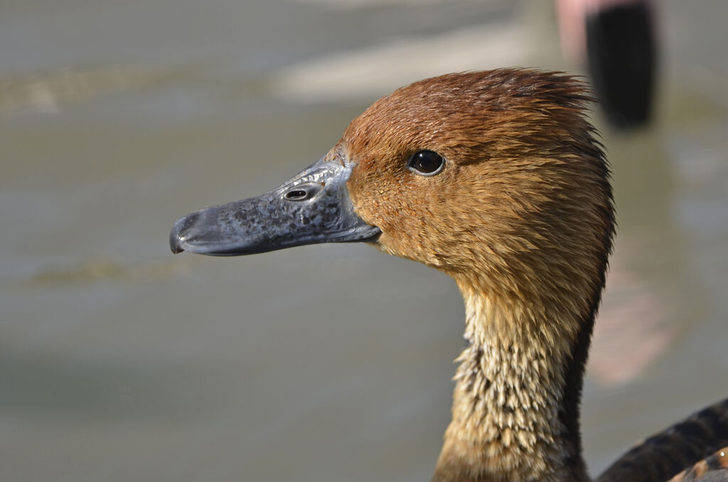 Fulvous Whistling Duck