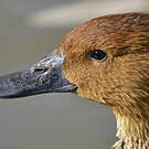 Dendrocygne fauve