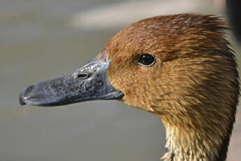 Dendrocygne fauve