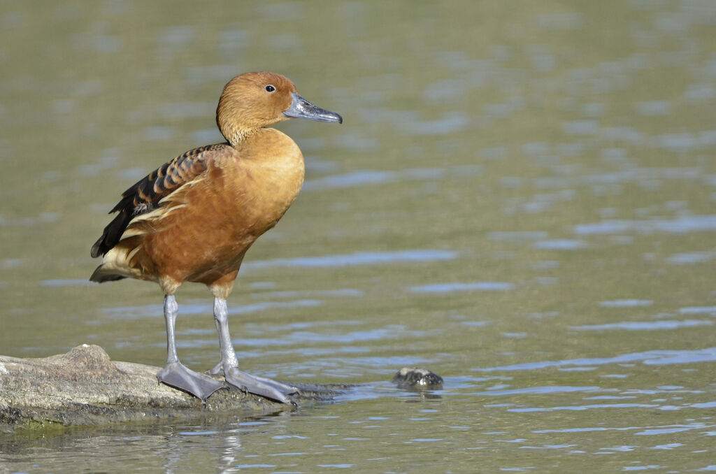 Fulvous Whistling Duck, identification