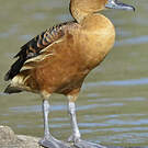 Dendrocygne fauve