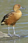 Dendrocygne fauve