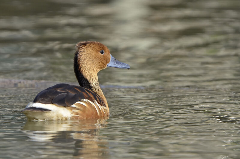 Fulvous Whistling Duckadult, identification, swimming