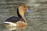 Dendrocygne fauve