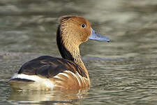 Dendrocygne fauve