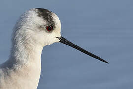 Black-winged Stilt