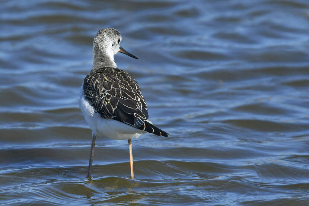 Black-winged Stiltjuvenile, identification