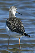 Black-winged Stilt