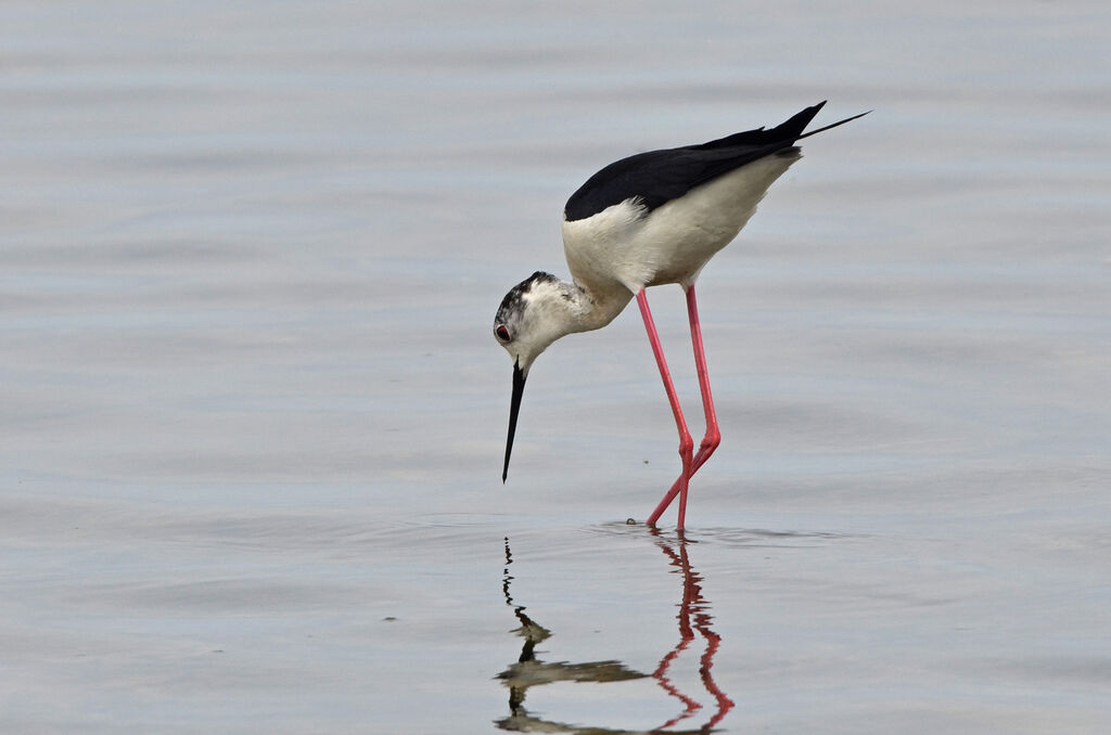 Échasse blanche, identification