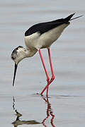 Black-winged Stilt