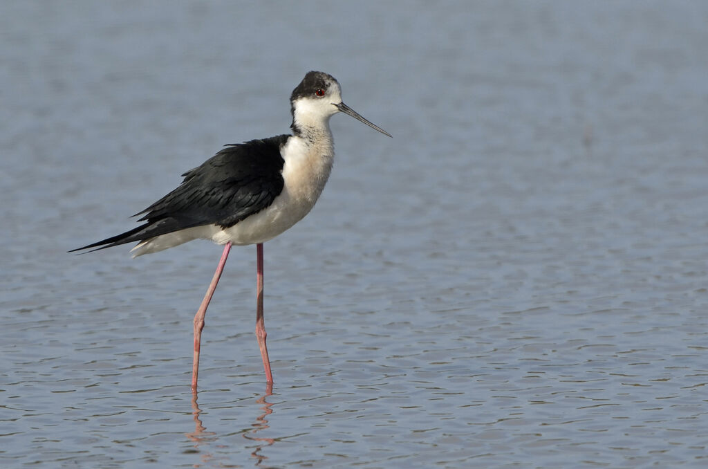 Échasse blanche, identification