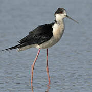 Black-winged Stilt