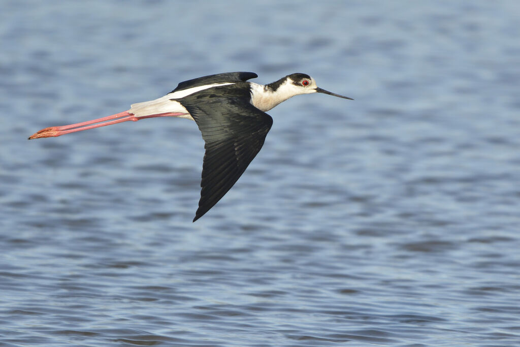 Black-winged Stiltadult, Flight