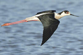 Black-winged Stilt