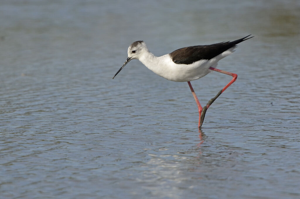 Échasse blanche, identification