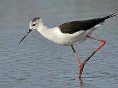 Black-winged Stilt